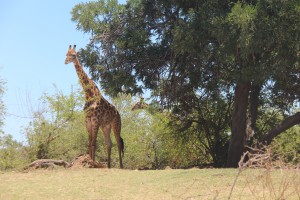 south africa