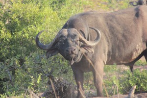 south africa