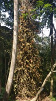 Sri Lanke Februar 2017