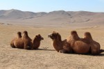 Mongolei, Ulaan Baatar